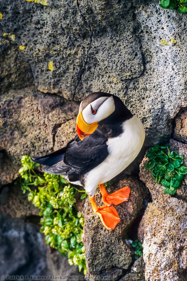 Horned and tufted puffin photos from Alaska's coast.